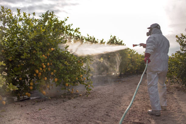 Best Pest Removal Services  in Norridge, IL