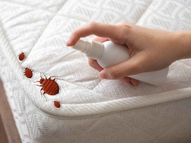Best Mosquito Control Services  in Norridge, IL