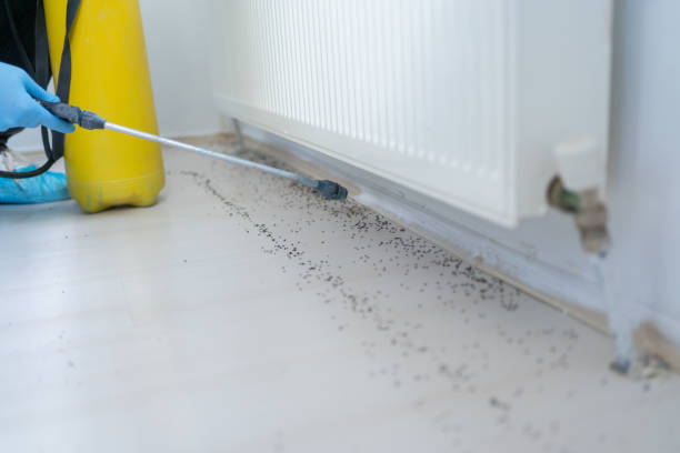 Best Wasp Removal Services  in Norridge, IL